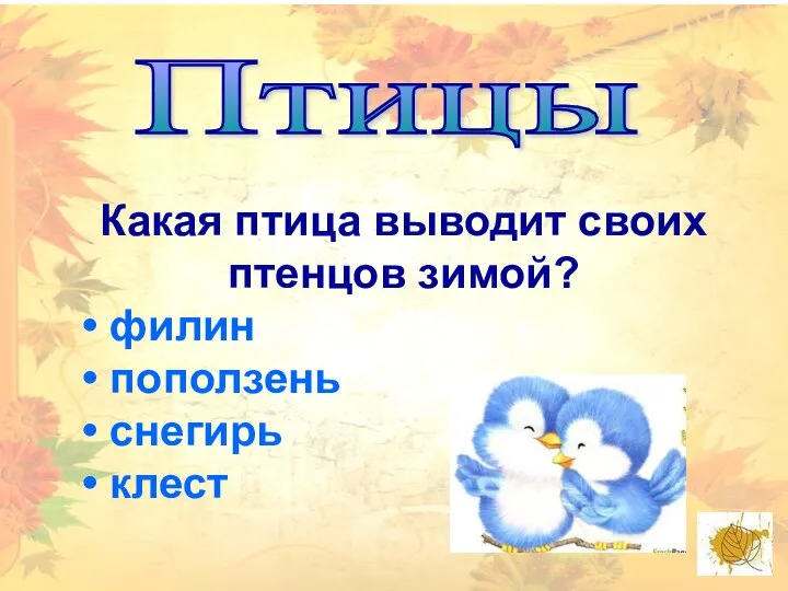 Птицы Какая птица выводит своих птенцов зимой? филин поползень снегирь клест