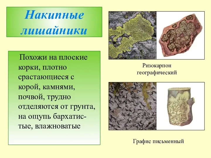 Накипные лишайники Похожи на плоские корки, плотно срастающиеся с корой, камнями,