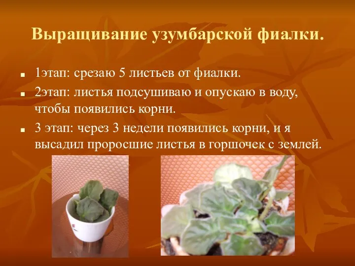 Выращивание узумбарской фиалки. 1этап: срезаю 5 листьев от фиалки. 2этап: листья