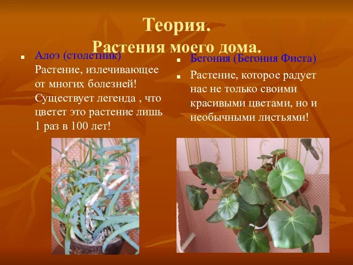 Теория. Растения моего дома. Алоэ (столетник) Растение, излечивающее от многих болезней!