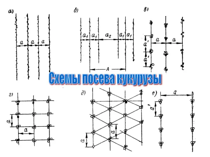 Схемы посева кукурузы