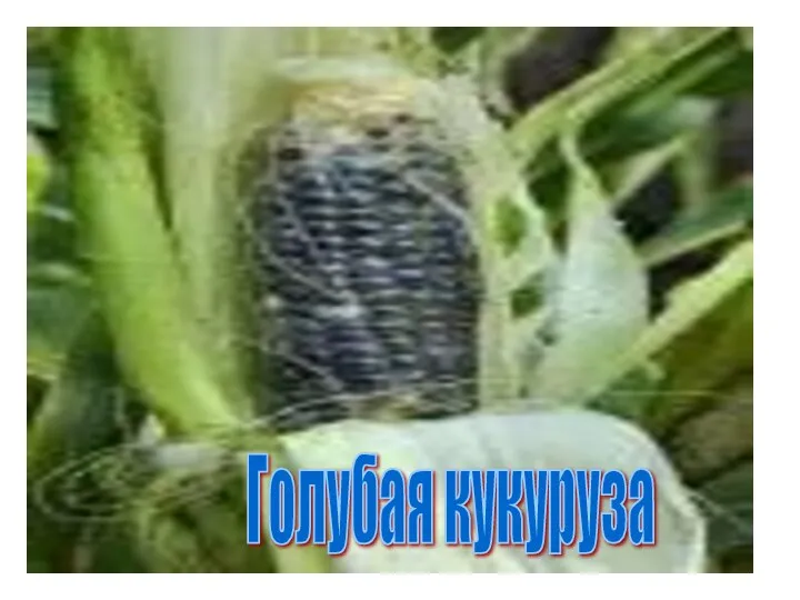 Голубая кукуруза