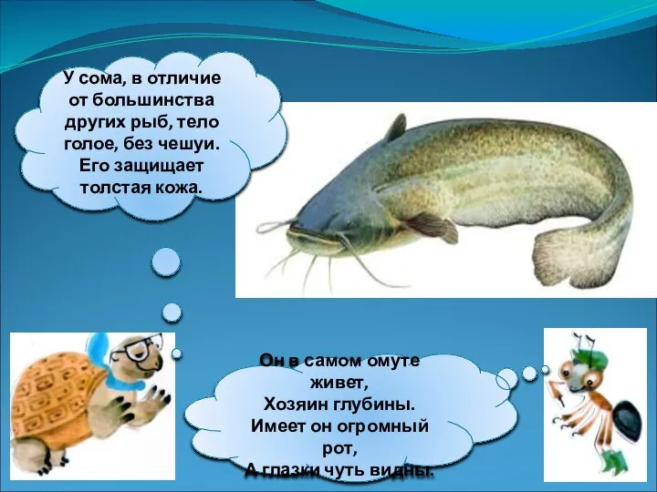 У сома, в отличие от большинства других рыб, тело голое, без