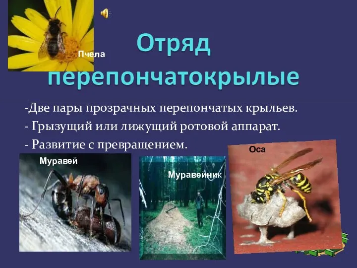 -Две пары прозрачных перепончатых крыльев. - Грызущий или лижущий ротовой аппарат.