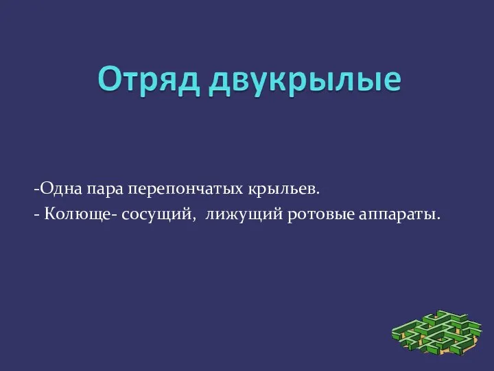 -Одна пара перепончатых крыльев. - Колюще- сосущий, лижущий ротовые аппараты.