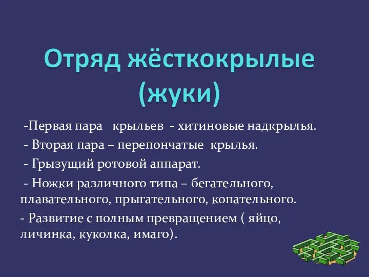 -Первая пара крыльев - хитиновые надкрылья. - Вторая пара – перепончатые