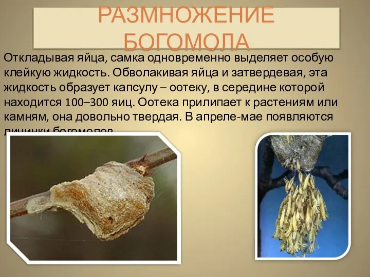 РАЗМНОЖЕНИЕ БОГОМОЛА Откладывая яйца, самка одновременно выделяет особую клейкую жидкость. Обволакивая