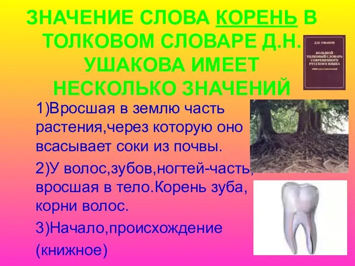 ЗНАЧЕНИЕ СЛОВА КОРЕНЬ В ТОЛКОВОМ СЛОВАРЕ Д.Н.УШАКОВА ИМЕЕТ НЕСКОЛЬКО ЗНАЧЕНИЙ 1)Вросшая