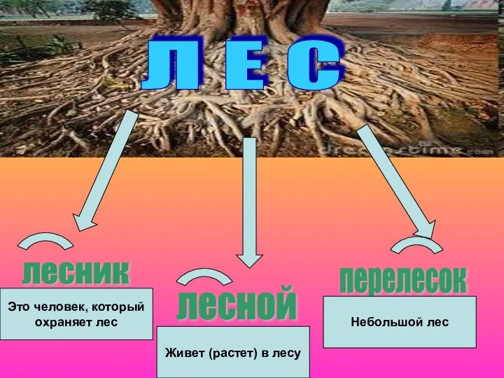 Л Е С лесник лесной перелесок Это человек, который охраняет лес