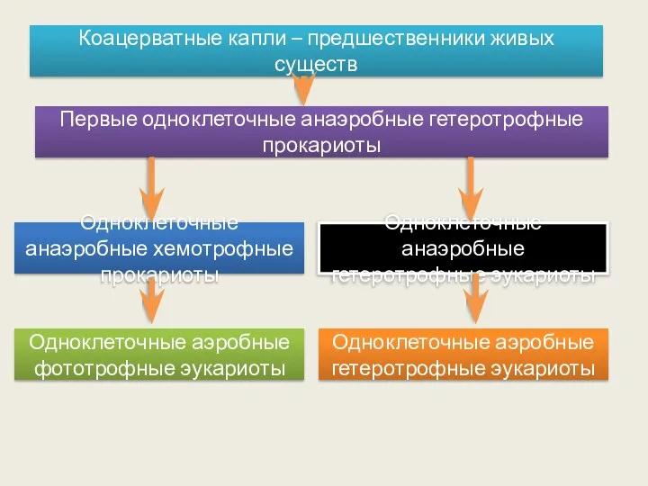 Коацерватные капли – предшественники живых существ Первые одноклеточные анаэробные гетеротрофные прокариоты