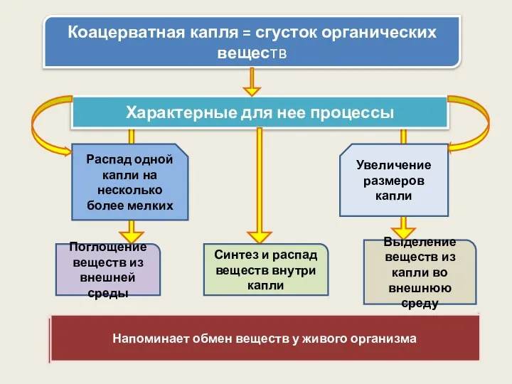 Коацерватная капля = сгусток органических веществ Характерные для нее процессы Распад