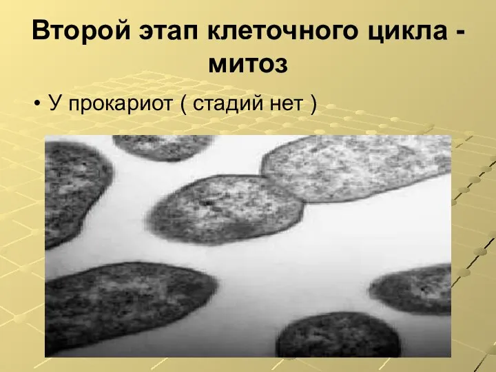 Второй этап клеточного цикла -митоз У прокариот ( стадий нет )
