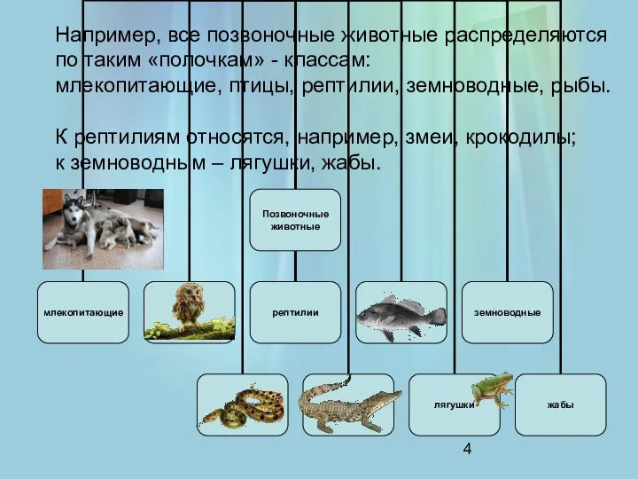 Например, все позвоночные животные распределяются по таким «полочкам» - классам: млекопитающие,