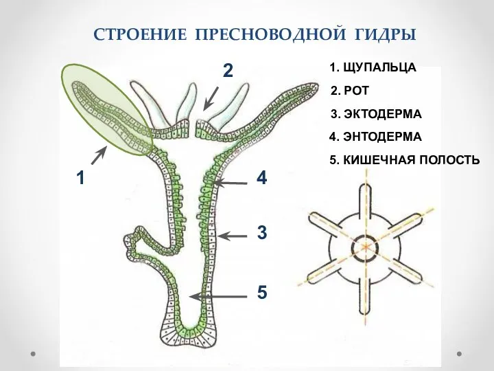 СТРОЕНИЕ ПРЕСНОВОДНОЙ ГИДРЫ 1. ЩУПАЛЬЦА 2. РОТ 3. ЭКТОДЕРМА 4. ЭНТОДЕРМА