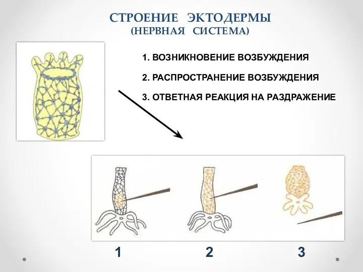 СТРОЕНИЕ ЭКТОДЕРМЫ (НЕРВНАЯ СИСТЕМА) 2. РАСПРОСТРАНЕНИЕ ВОЗБУЖДЕНИЯ 1 3 2 1.