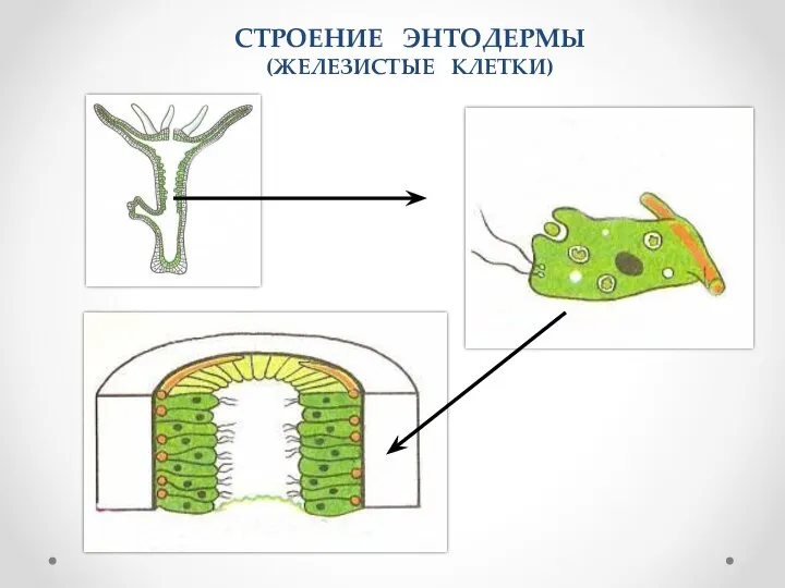 СТРОЕНИЕ ЭНТОДЕРМЫ (ЖЕЛЕЗИСТЫЕ КЛЕТКИ) 4