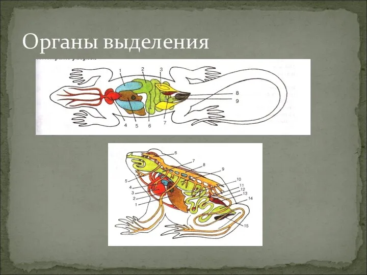 Органы выделения