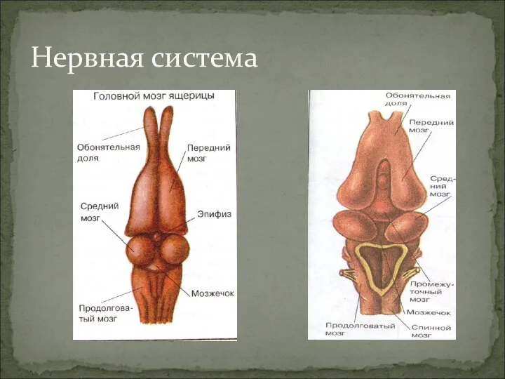 Нервная система