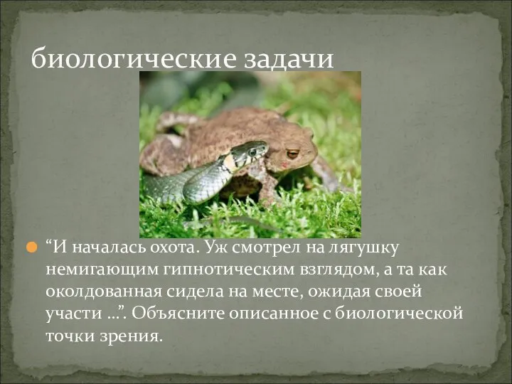 “И началась охота. Уж смотрел на лягушку немигающим гипнотическим взглядом, а