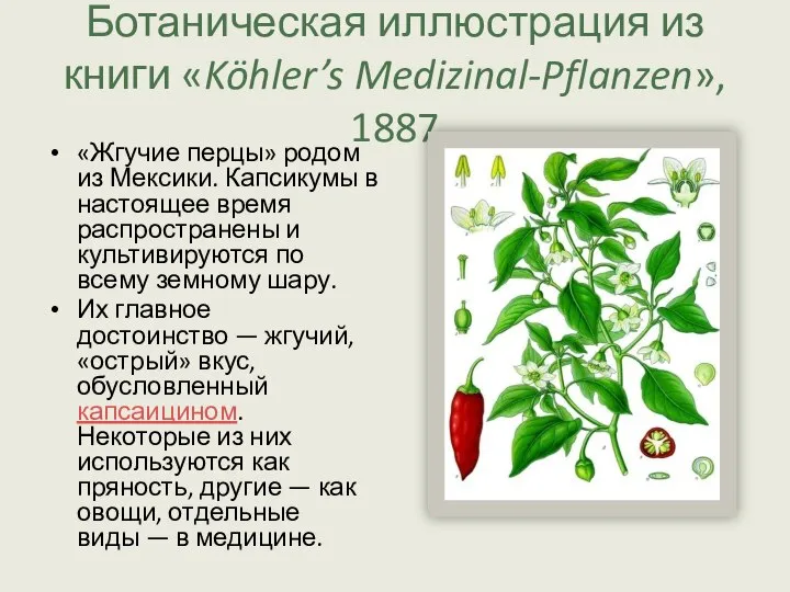 Ботаническая иллюстрация из книги «Köhler’s Medizinal-Pflanzen», 1887 «Жгучие перцы» родом из