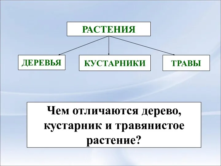 РАСТЕНИЯ ДЕРЕВЬЯ КУСТАРНИКИ ТРАВЫ Чем отличаются дерево, кустарник и травянистое растение?