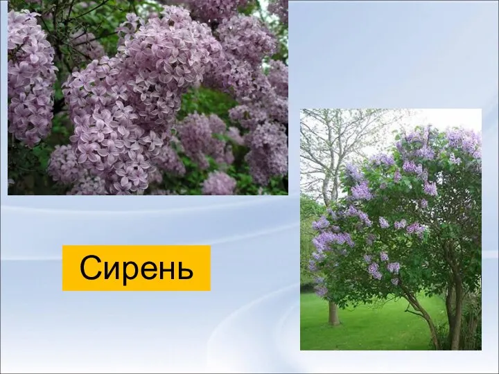 Сирень