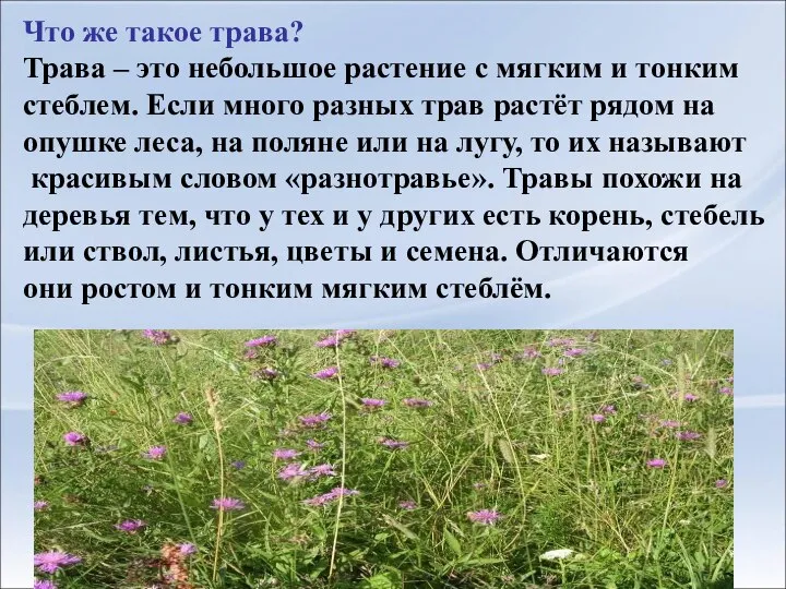 Что же такое трава? Трава – это небольшое растение с мягким