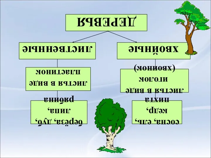 ДЕРЕВЬЯ лиственные хвойные листья в виде пластинок листья в виде иголок(хвоинок)