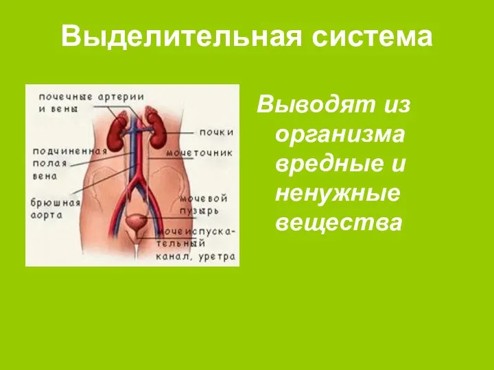 Выделительная система Выводят из организма вредные и ненужные вещества