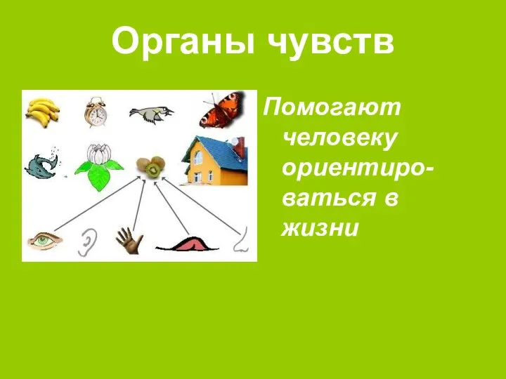 Органы чувств Помогают человеку ориентиро-ваться в жизни