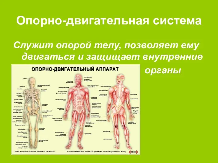 Опорно-двигательная система Служит опорой телу, позволяет ему двигаться и защищает внутренние органы