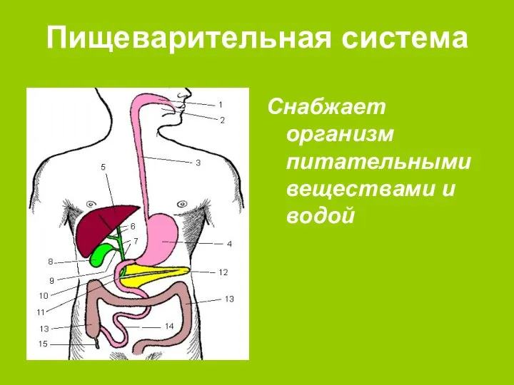 Пищеварительная система Снабжает организм питательными веществами и водой