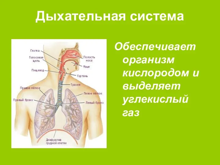 Дыхательная система Обеспечивает организм кислородом и выделяет углекислый газ