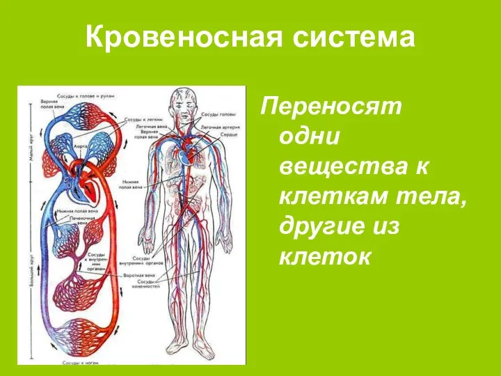 Кровеносная система Переносят одни вещества к клеткам тела, другие из клеток