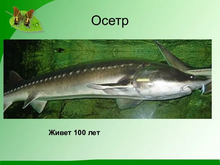 Осетр Живет 100 лет