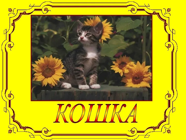 КОШКА