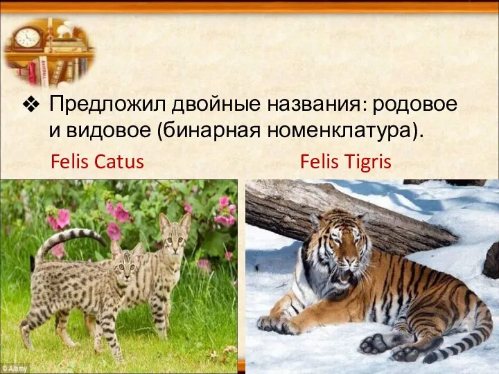 Предложил двойные названия: родовое и видовое (бинарная номенклатура). Felis Catus Felis Tigris