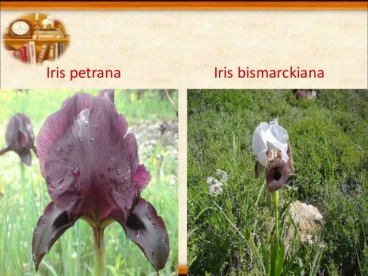 Iris petrana Iris bismarckiana