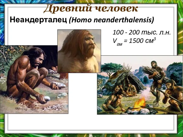 Древний человек 100 - 200 тыс. л.н. Vгм = 1500 см3 Неандерталец (Homo neanderthalensis)