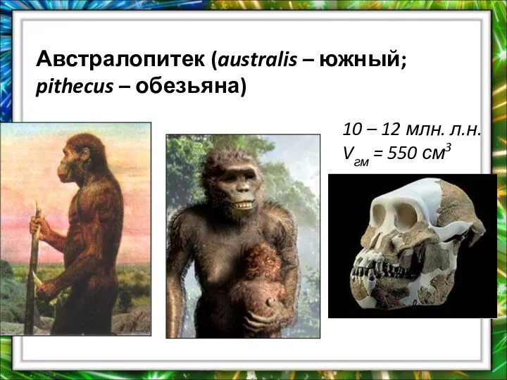 Австралопитек (australis – южный; pithecus – обезьяна) 10 – 12 млн. л.н. Vгм = 550 см3