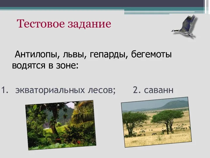 экваториальных лесов; 2. саванн Антилопы, львы, гепарды, бегемоты водятся в зоне: Тестовое задание