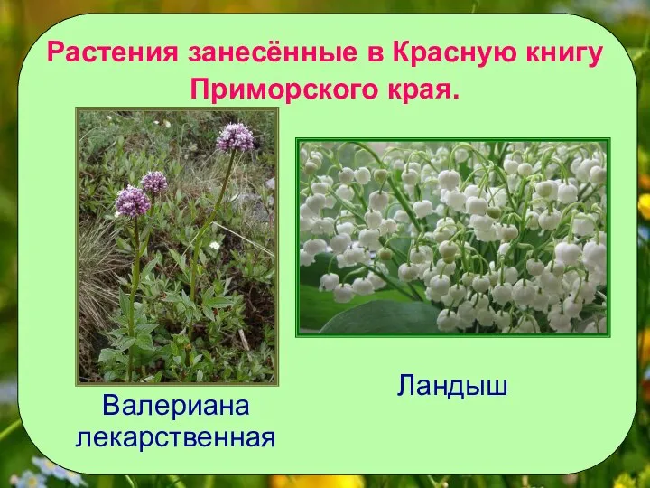 Растения занесённые в Красную книгу Приморского края. Валериана лекарственная Ландыш
