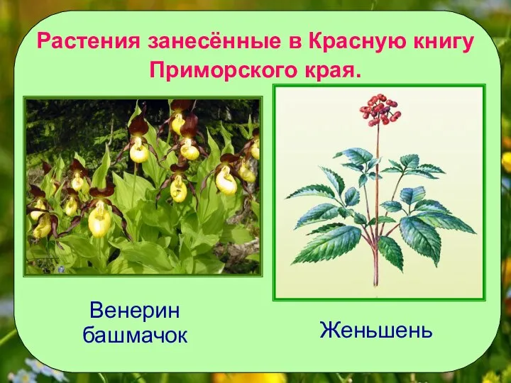 Растения занесённые в Красную книгу Приморского края. Венерин башмачок Женьшень