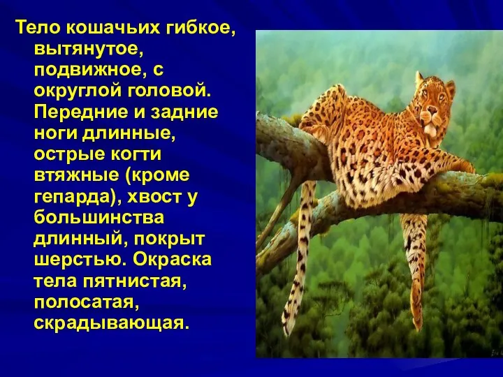 Тело кошачьих гибкое, вытянутое, подвижное, с округлой головой. Передние и задние