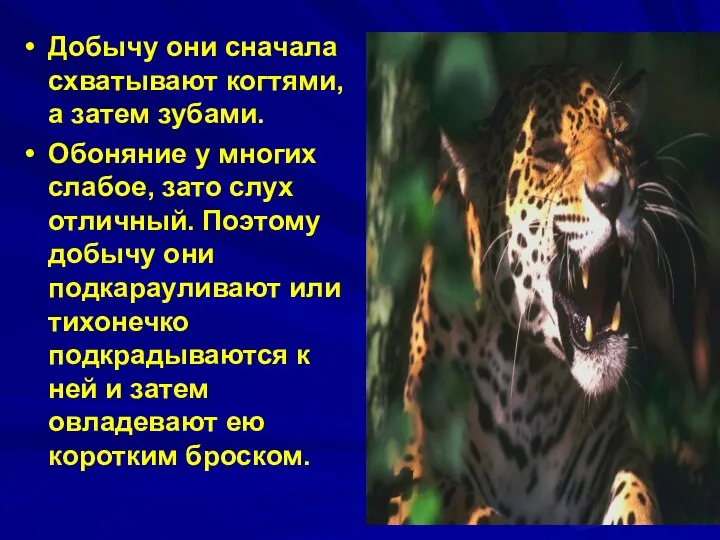 Добычу они сначала схватывают когтями, а затем зубами. Обоняние у многих