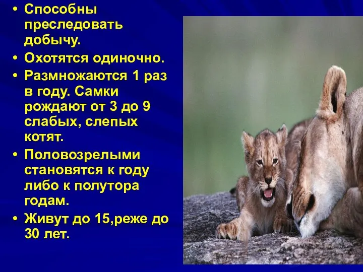 Способны преследовать добычу. Охотятся одиночно. Размножаются 1 раз в году. Самки