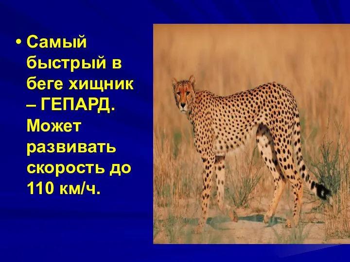 Самый быстрый в беге хищник – ГЕПАРД. Может развивать скорость до 110 км/ч.