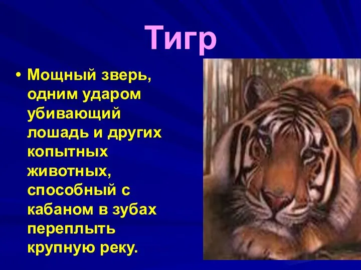 Тигр Мощный зверь, одним ударом убивающий лошадь и других копытных животных,