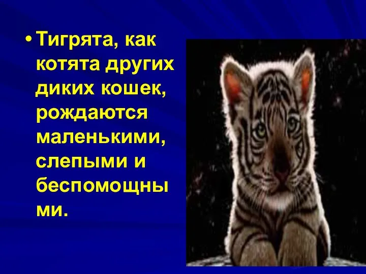 Тигрята, как котята других диких кошек, рождаются маленькими, слепыми и беспомощными.