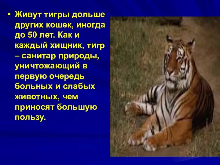 Живут тигры дольше других кошек, иногда до 50 лет. Как и